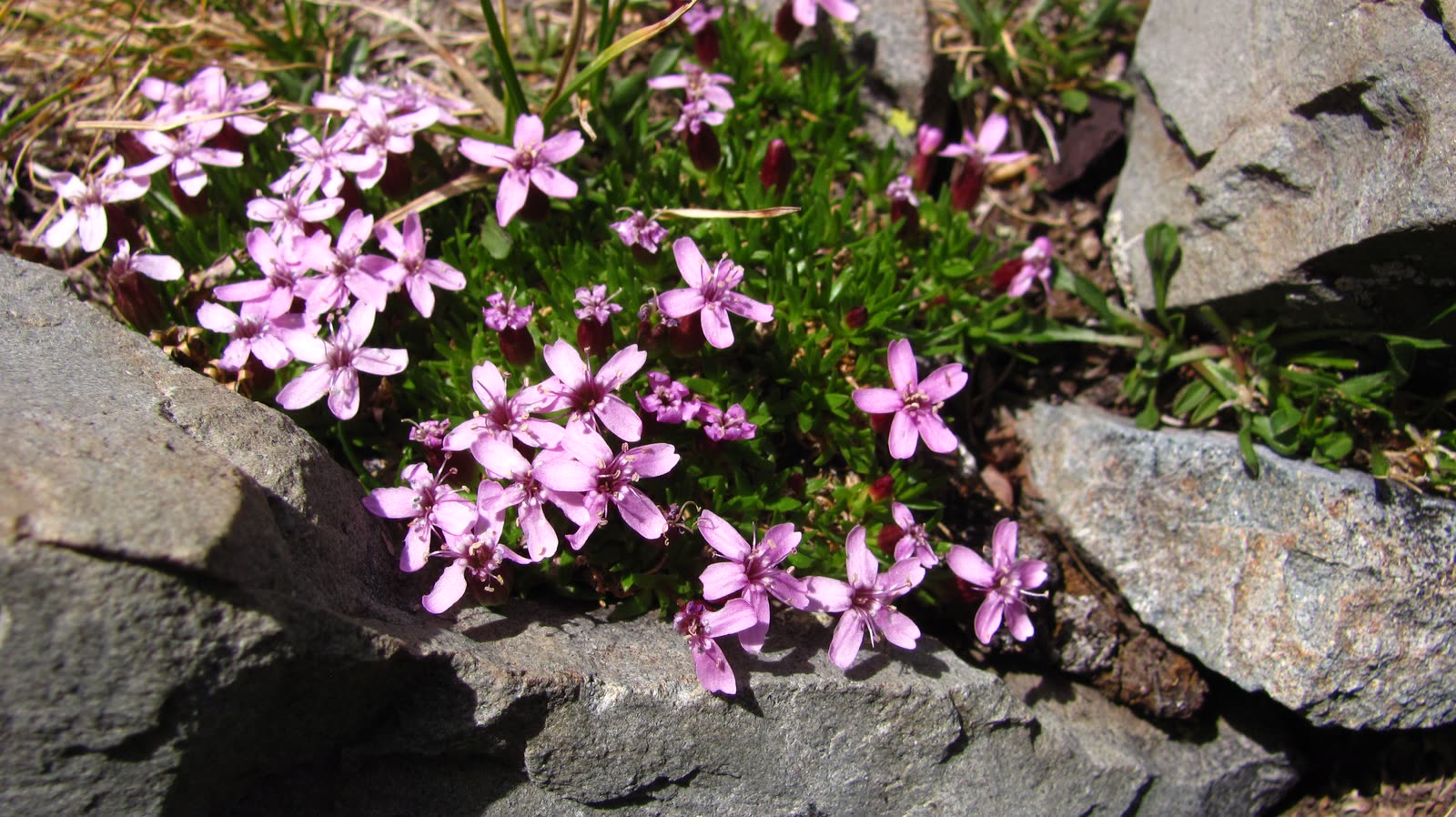 Pink alpine phlox growing between rocks