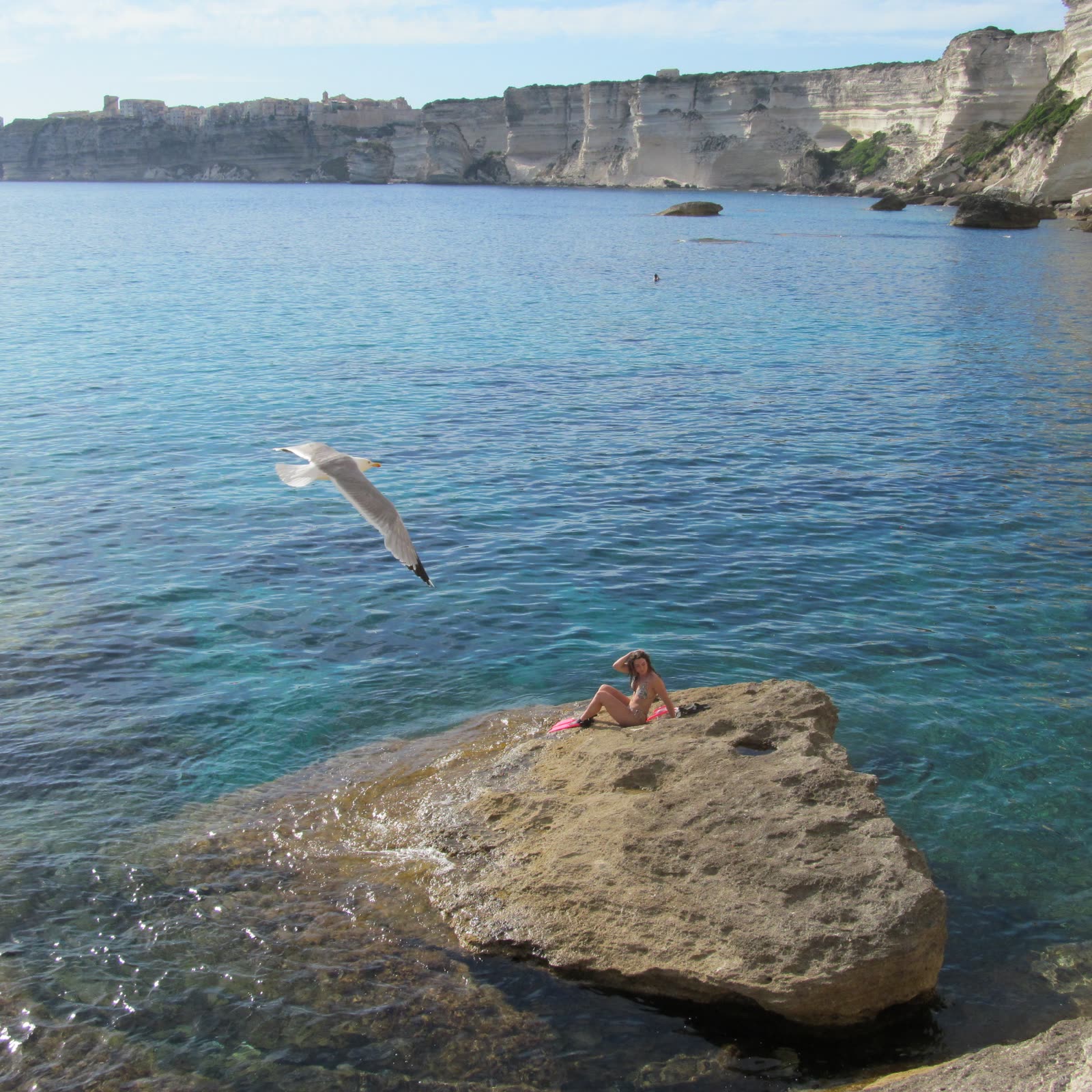 Gull in flight over clear water below pale cliffs, Corsica