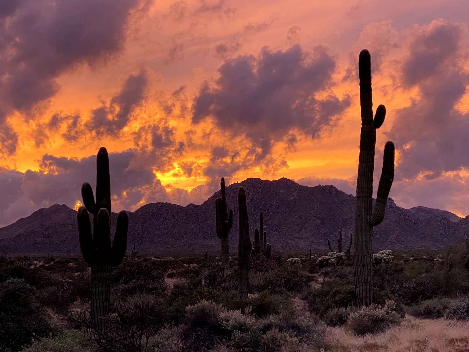 Saguaro cactus silhouetted against a burning orange sunset