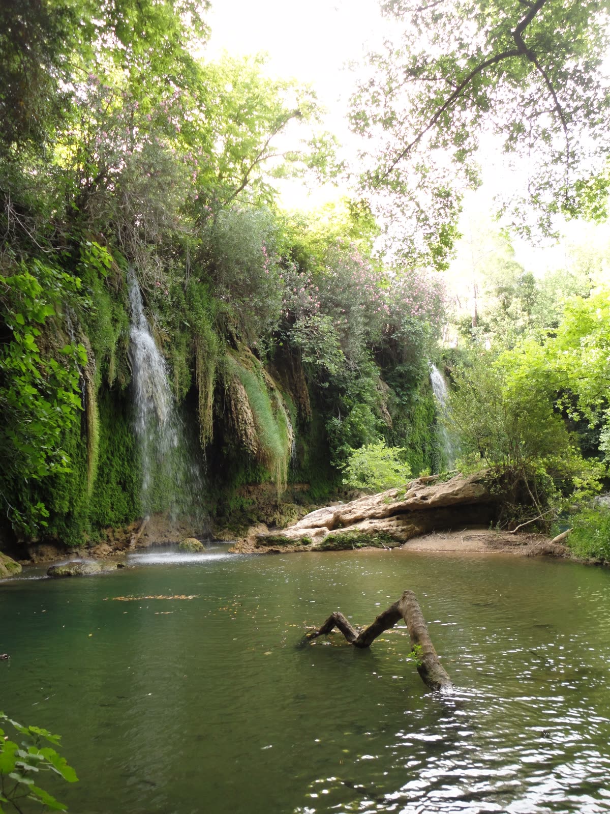 Waterfalls dropping into a green pool below dense trees